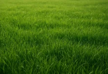 چمن: معرفی انواع سردسیری و گرمسیری، کاربردها و نکات مهم نگهداری