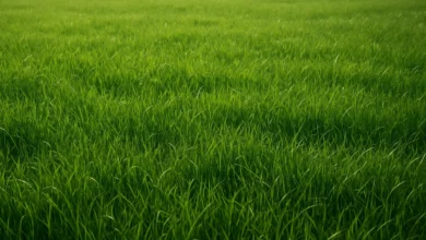 چمن: معرفی انواع سردسیری و گرمسیری، کاربردها و نکات مهم نگهداری
